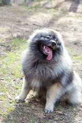 wolfsspitz dog on the sunny forest