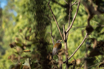 El pájaro color café está dentro de la selva.