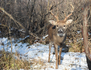 White Tail Buck
