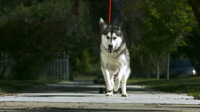 Dog Pulling Man On Skateboard, Slow Motion