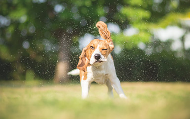 Dog shaking water off his body