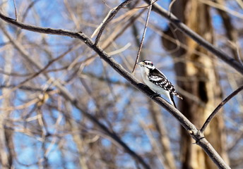 The active little Downy Woodpecker is a familiar sight at backyard feeders and in parks and woodlots, where it joins flocks, barely outsizing them. The male has a red patch on the back of his head.