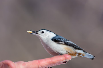 The white-breasted nuthatch is a small songbird of the nuthatch family which breeds in old-growth woodland across much of North America. It is a stocky bird, a large head, short tail, powerful bill