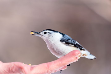 The white-breasted nuthatch is a small songbird of the nuthatch family which breeds in old-growth woodland across much of North America. It is a stocky bird, a large head, short tail, powerful bill