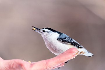 The white-breasted nuthatch is a small songbird of the nuthatch family which breeds in old-growth woodland across much of North America. It is a stocky bird, a large head, short tail, powerful bill