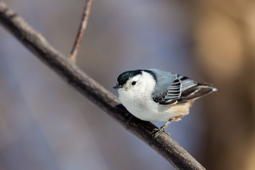The white-breasted nuthatch is a small songbird of the nuthatch family which breeds in old-growth woodland across much of North America. It is a stocky bird, a large head, short tail, powerful bill