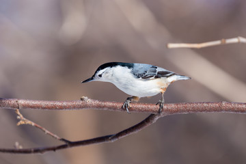 The white-breasted nuthatch is a small songbird of the nuthatch family which breeds in old-growth woodland across much of North America. It is a stocky bird, a large head, short tail, powerful bill