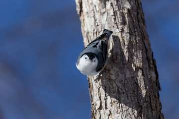 The white-breasted nuthatch is a small songbird of the nuthatch family which breeds in old-growth woodland across much of North America. It is a stocky bird, a large head, short tail, powerful bill
