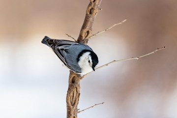 The white-breasted nuthatch is a small songbird of the nuthatch family which breeds in old-growth woodland across much of North America. It is a stocky bird, a large head, short tail, powerful bill