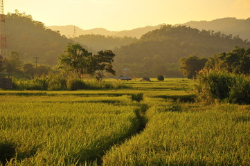 Obraz premium Rice Paddy Fields in Green Season