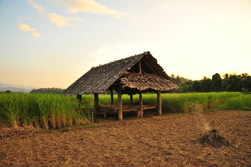 Fototapeta na wymiar Rice Paddy Fields in Green Season