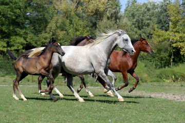 Purebred arabian horses galloping on summer pasture
