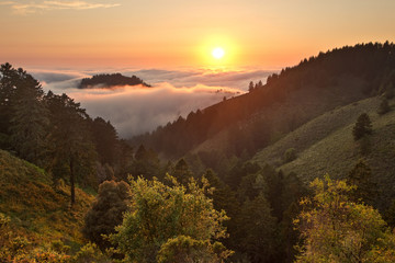 Naklejka premium Gęsta mgła nad Oceanem Spokojnym w przybrzeżnym lesie Kalifornii