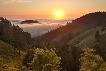 Dense Fog over Pacific Ocean in Coastal California Forest © mtilghma