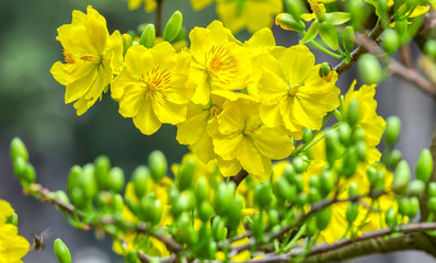Naklejka premium Apricot flowers blooming buds inside the foreground with yellow flowers blooming in eight wings spring sunshine is great to watch in spring