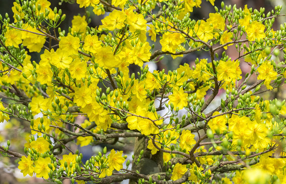 Loài hoa mơ mang ý nghĩa của sự hạnh phúc và may mắn trong cuộc sống. Hình ảnh về nhánh hoa mơ đã nở trên cây bonsai cổ cho thấy sự độc đáo và đẹp mắt của loài hoa này. Nếu bạn yêu thích vẻ đẹp của loài hoa này, hãy cùng xem bức ảnh này ngay nhé!