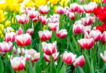 Spring tulip garden with red and white flowers interwoven creating beautiful flower beds in the spring garden lovers