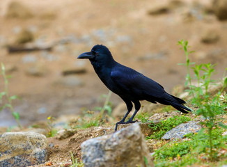 Jet Black Rook taken in India.