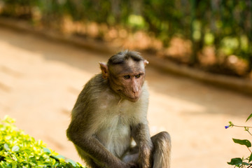 The bonnet macaque is a macaque endemic to southern India. Its distribution is limited by the Indian Ocean on three sides. It can be found in family packs that can be found in the wild and inner citys