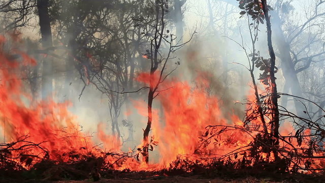 Bush fire flames burn through forest