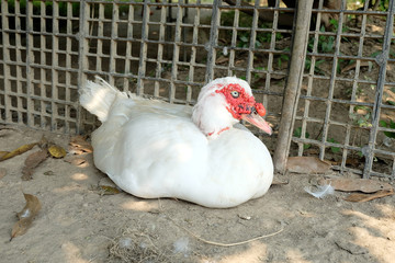 Muscovy duck