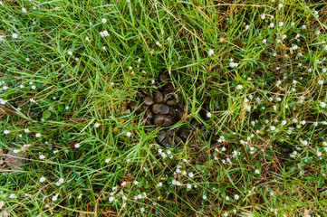 Fresh smelly horse manure on a ground. Concept metaphor for wron