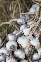Fresh garlic