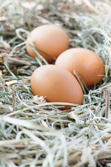 eggs in nest