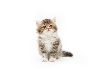 Little Persian tabby kitten looking up on isolated background