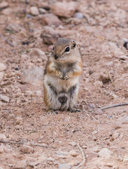 Naklejka na ściany i meble Ground squirrel looking for food at a campground