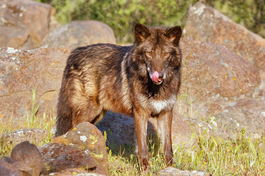 Gray wolf (Canis lupus)