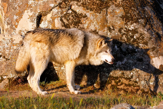 Gray wolf (Canis lupus)
