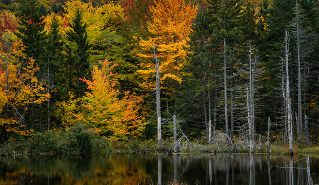Vermont Pond. Trees in peak foliage seson
