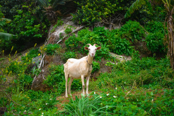 Fototapeta premium 山羊のいる風景