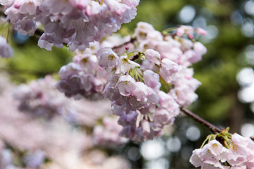 Cherry Blossoms
