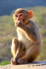 Rhesus macaque sitting near Galta Temple in Jaipur, Rajasthan, I