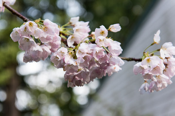 Japanese Cherry Blossoms photos, royalty-free images, graphics, vectors ...