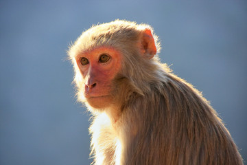 Naklejka premium Portrait of Rhesus macaque in Jaipur, Rajasthan, India.