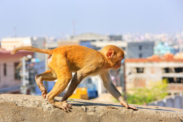 Young Rhesus macaque running on a wall in Jaipur, Rajasthan, Ind