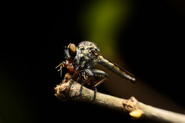 Close up Robberfly (Asilidae) eating prey
