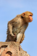 Wet Rhesus macaque sitting on a stone wall in Jaipur, Rajasthan,