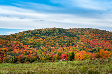 Vermont foliage