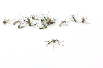 Close up Mosquitoes isolated on white background