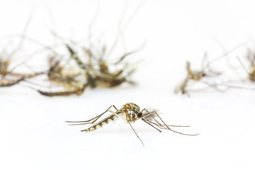 Close up Mosquitoes isolated on white background