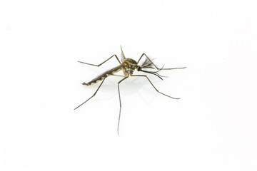 Close up Mosquito isolated on white background