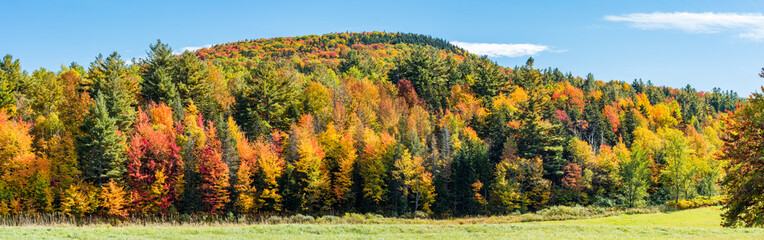 Vermont foliage