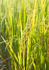 Rice seed on plant.