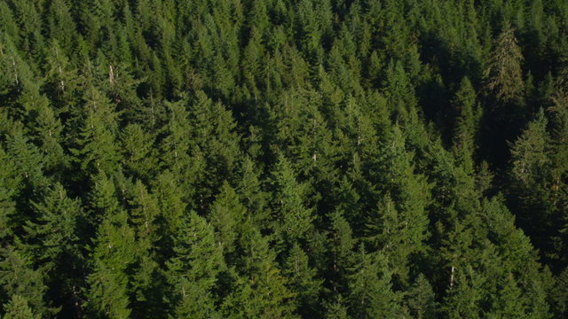 Fir trees in Oregon forest, aerial shot