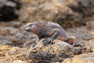 Marine Iguana on Chinese Hat island, Galapagos National Park, Ec