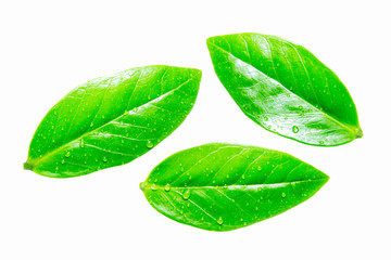 Leaves of Zamioculcas Zamifolia in hand on white background